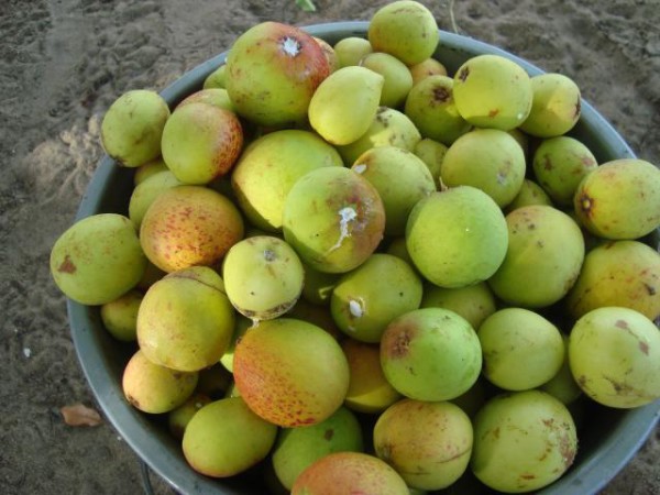 Frutas Do Cerrado Que Todo Brasileiro Deveria Conhecer