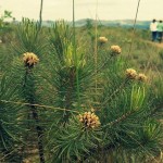 Plante uma Árvore – Campanha conclui 5ª Fase de Plantio na Serra do Gandarela em MG